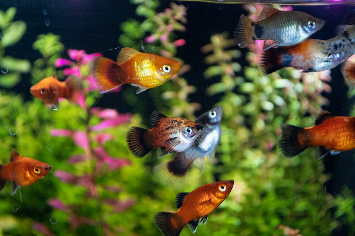 Platy fish in a tank