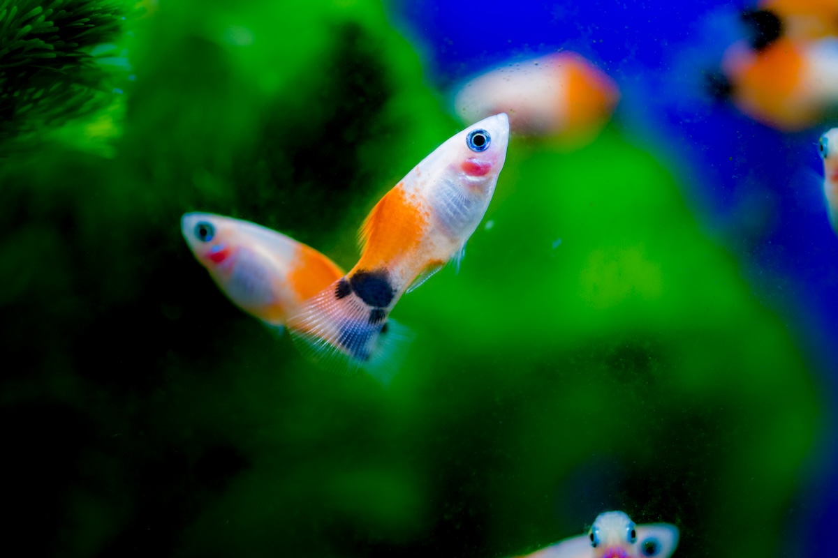 Two platy fish swim together in an aquarium