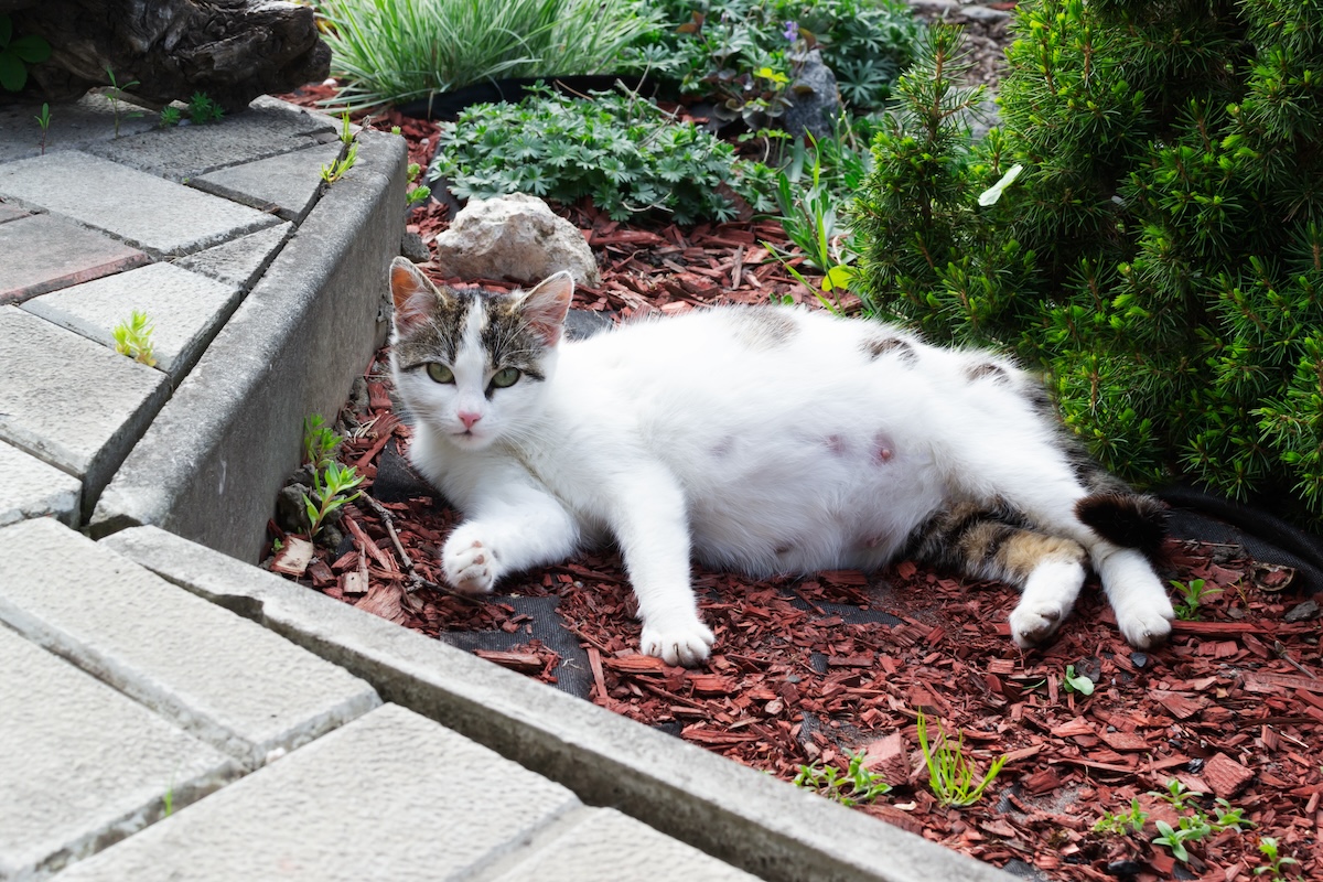 Resting Pregnant cat sprawled on the ground outside