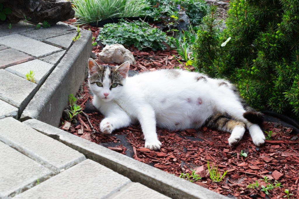 Resting pregnant cat sprawled on the ground outside