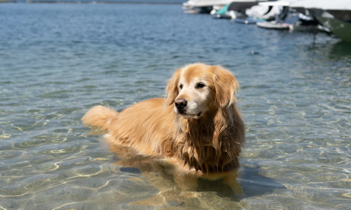 Senior golden retriever standing in lake water