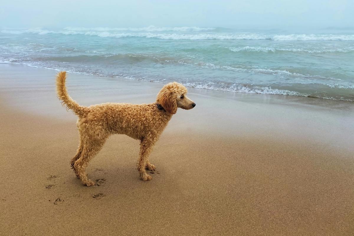 A standard poodle standing on the sand in front of the ocean