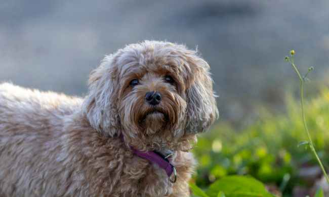 A Cavapoo dog on the lawn with purple collar looking at camera
