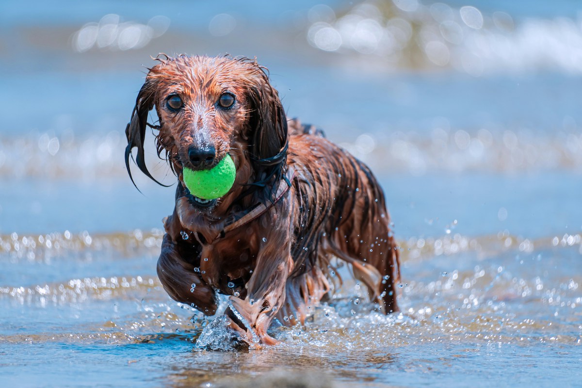 A wet dachshund dog holding a ball in their mouth stands in the water