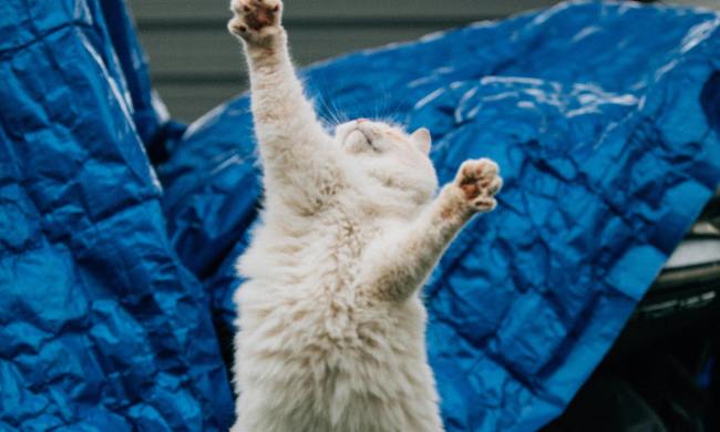 A white cat jumps and reaches up