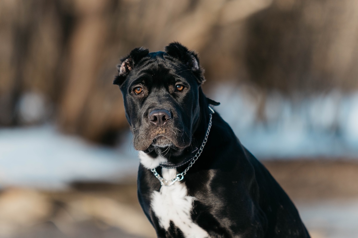 An American bandog puppy sits on the street in the spring