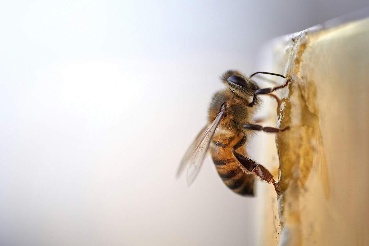A close up of a bee