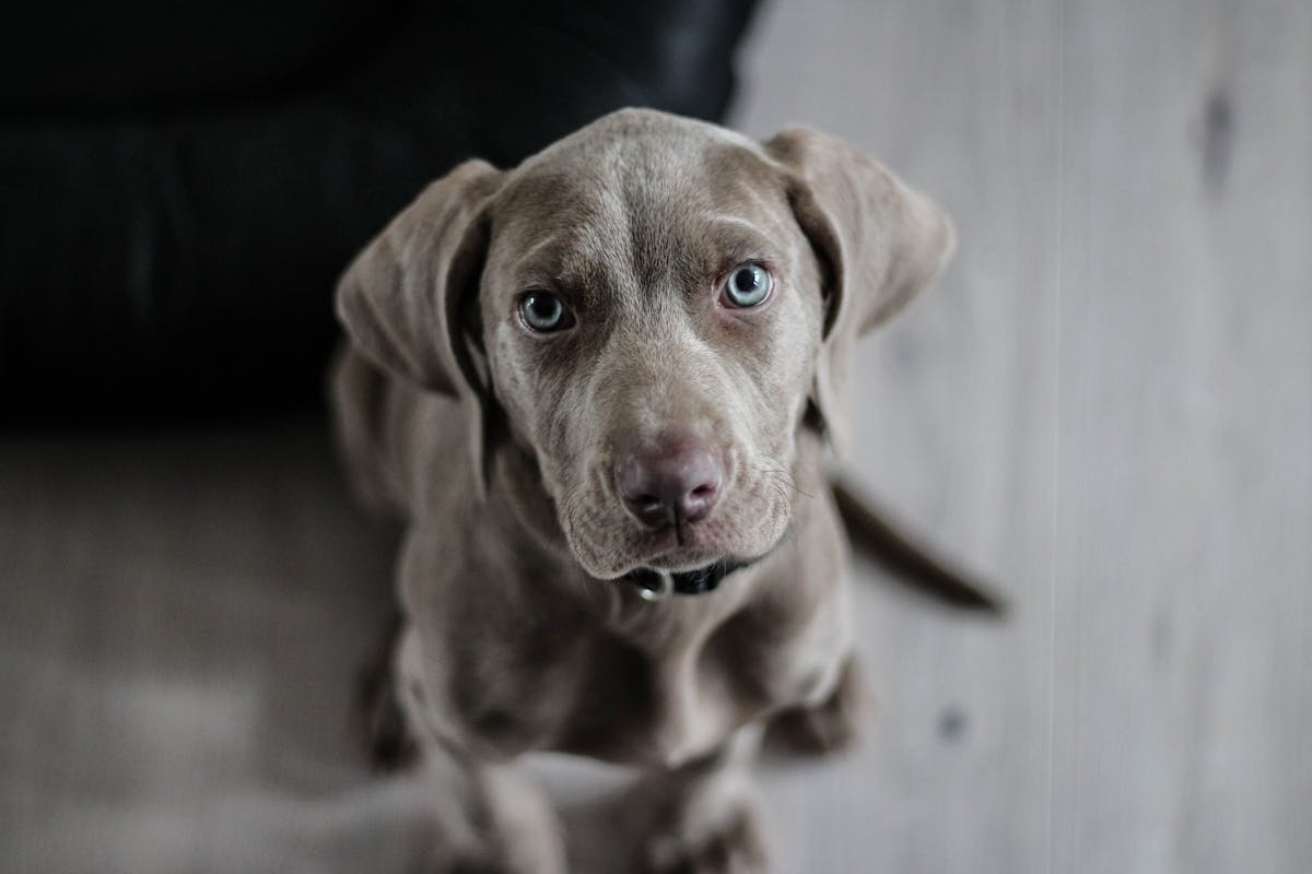 black puppy on the floor looking up