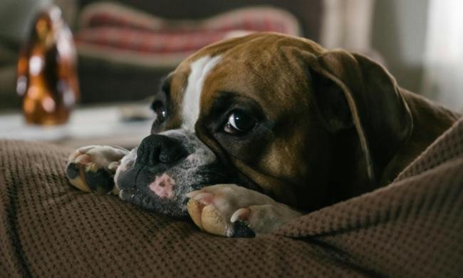 Boxer dog lying on the sofa looking to the side