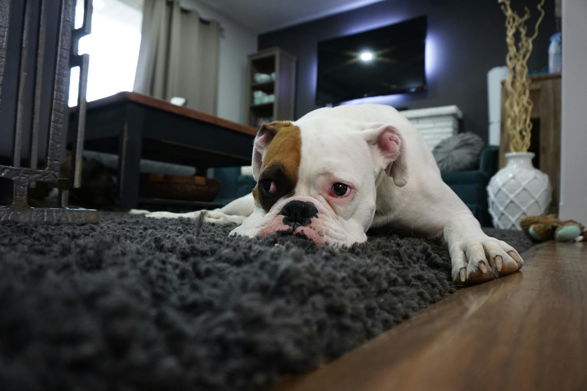 bulldog lying on gray carpet looking sad and sick