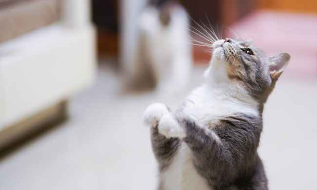 Cat on hind legs with gray and white fur