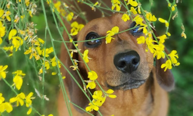 A dachshund dog standing beneath yellow flowers