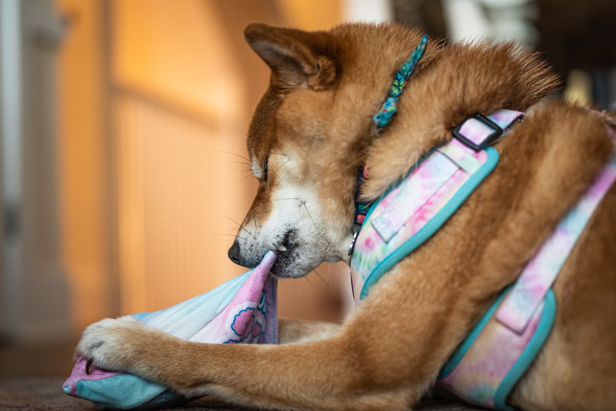a dog chewing on a pink-blue ball