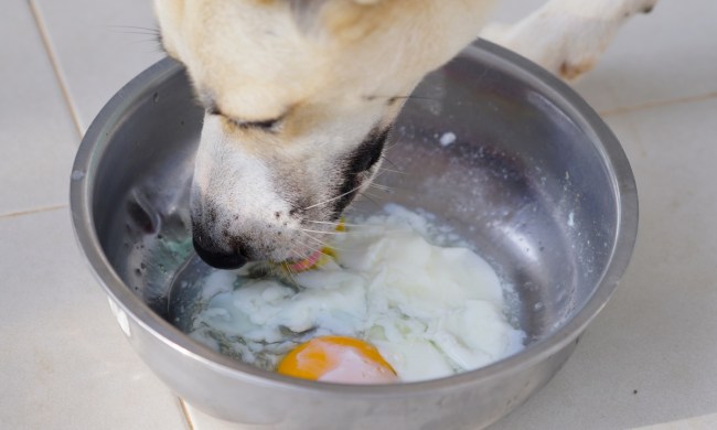A dog eating soft-boiled eggs in the bowl