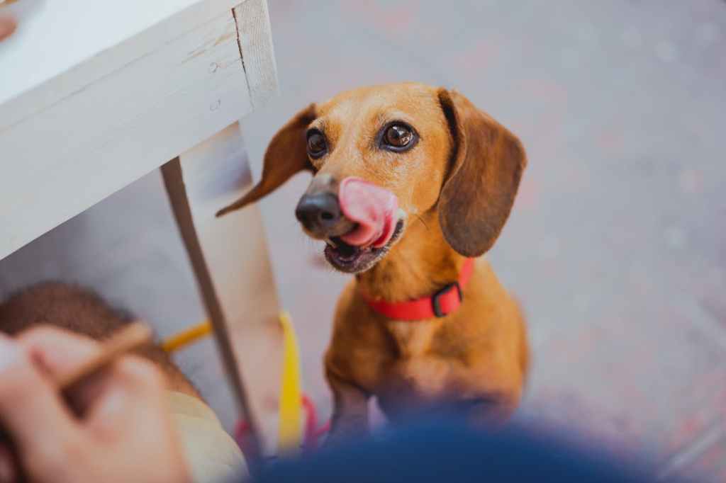 portrait of Dachsund in focus licking lips on hind legs