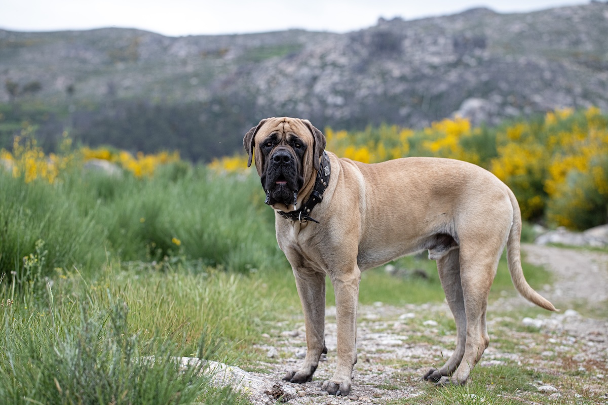 English mastiff outdoors in the green field