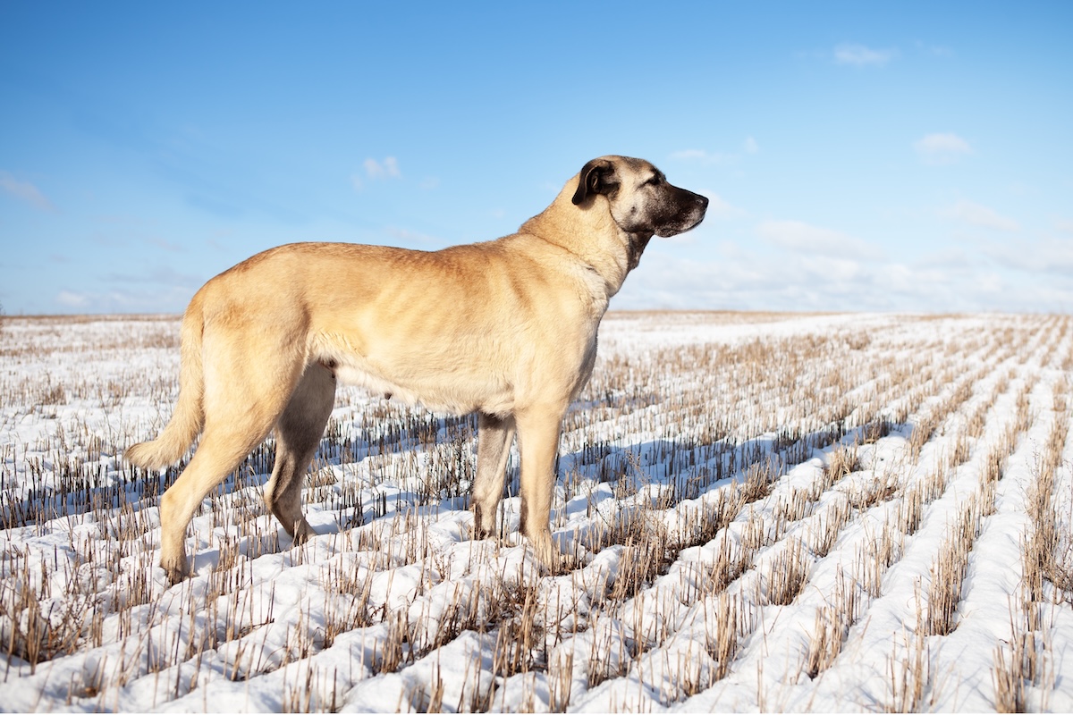 Turkish Kangal dog in the pasture in winter