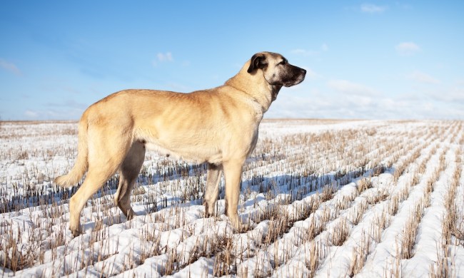 Turkish Kangal dog in the pasture in winter
