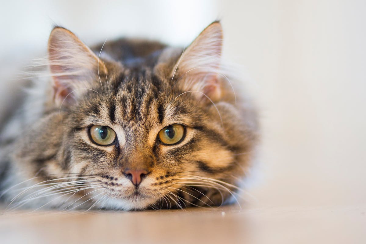Large silver tabby looking at camera