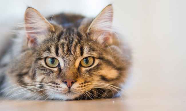Large silver tabby looking at camera