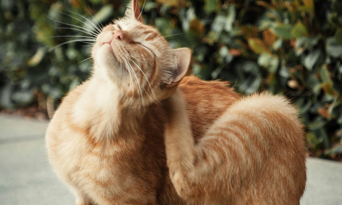 An orange cat scratching behind their ear