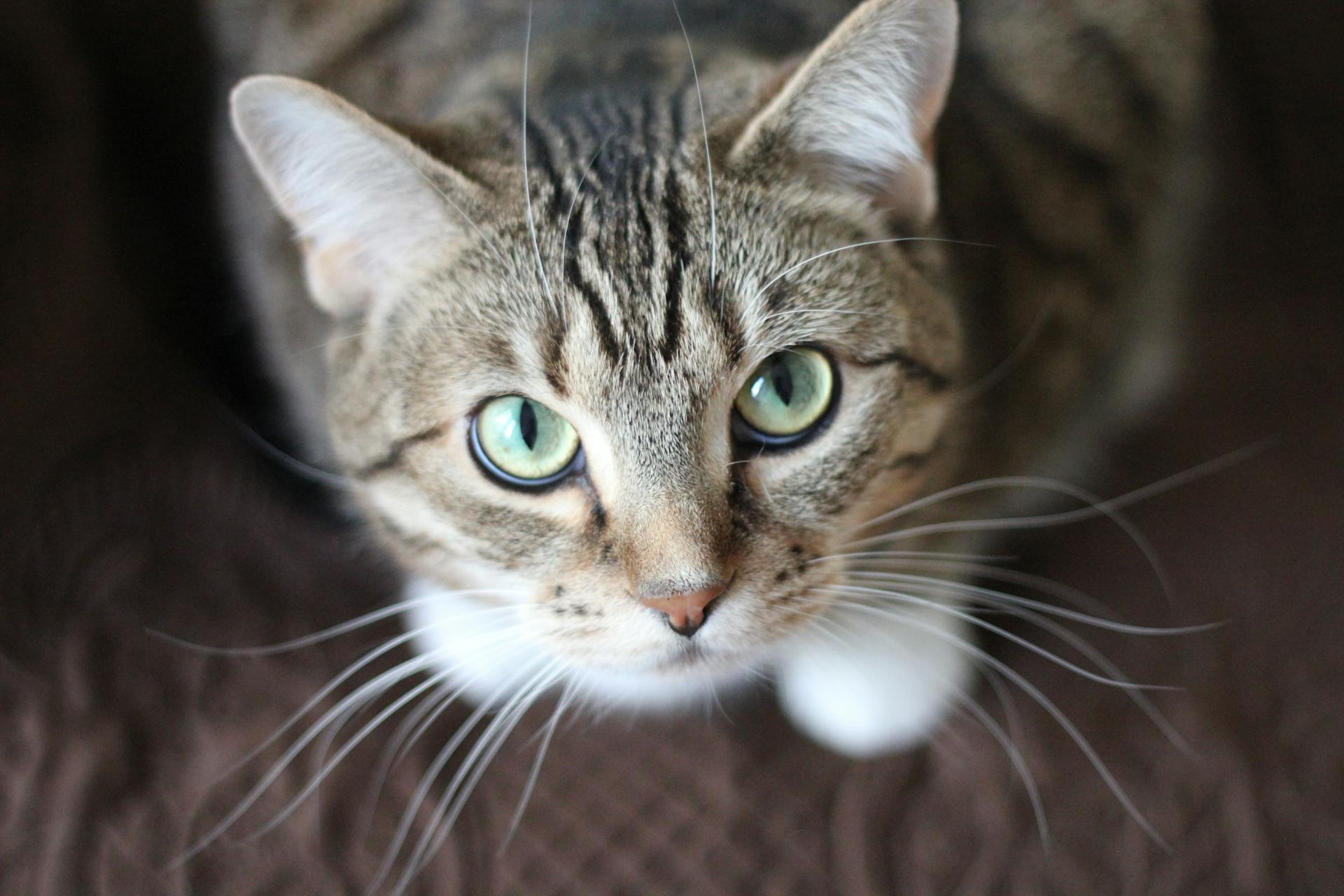 Gray kitten with green eyes looking up