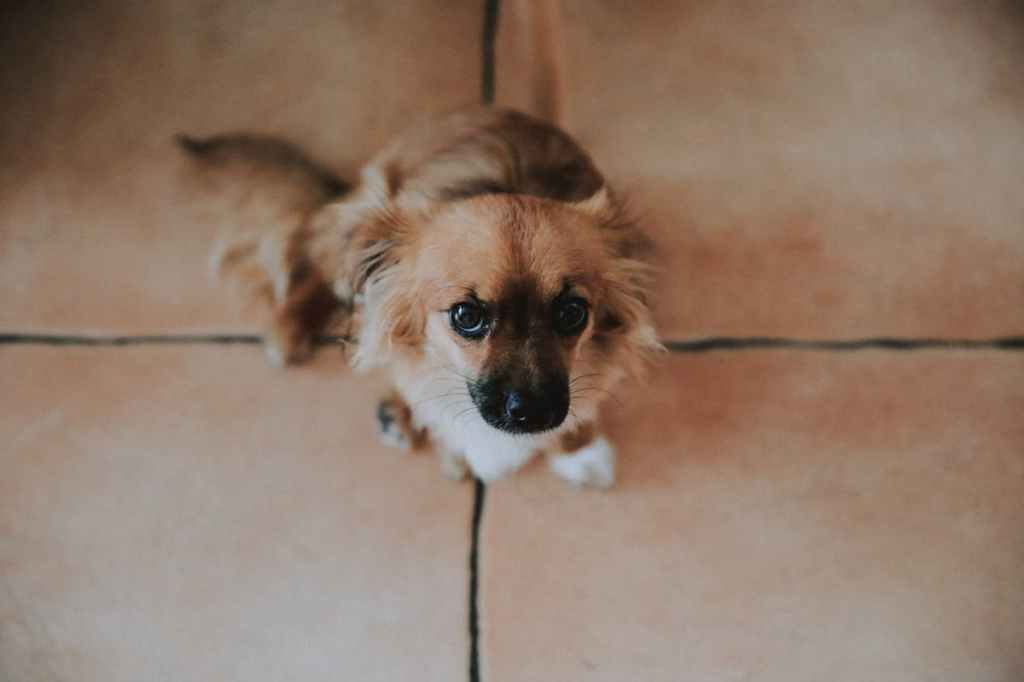 small light brown dog with black nose looking up