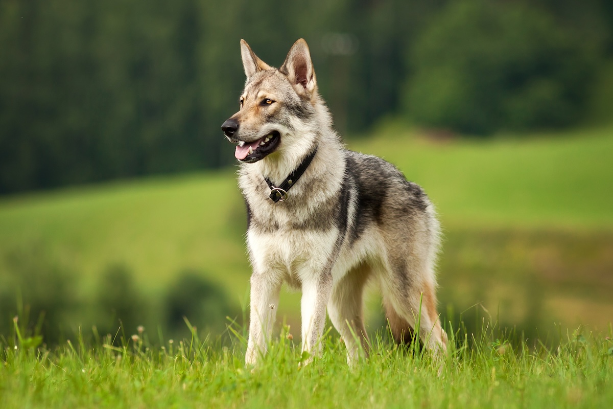 A Wolfdog outside in a meadow