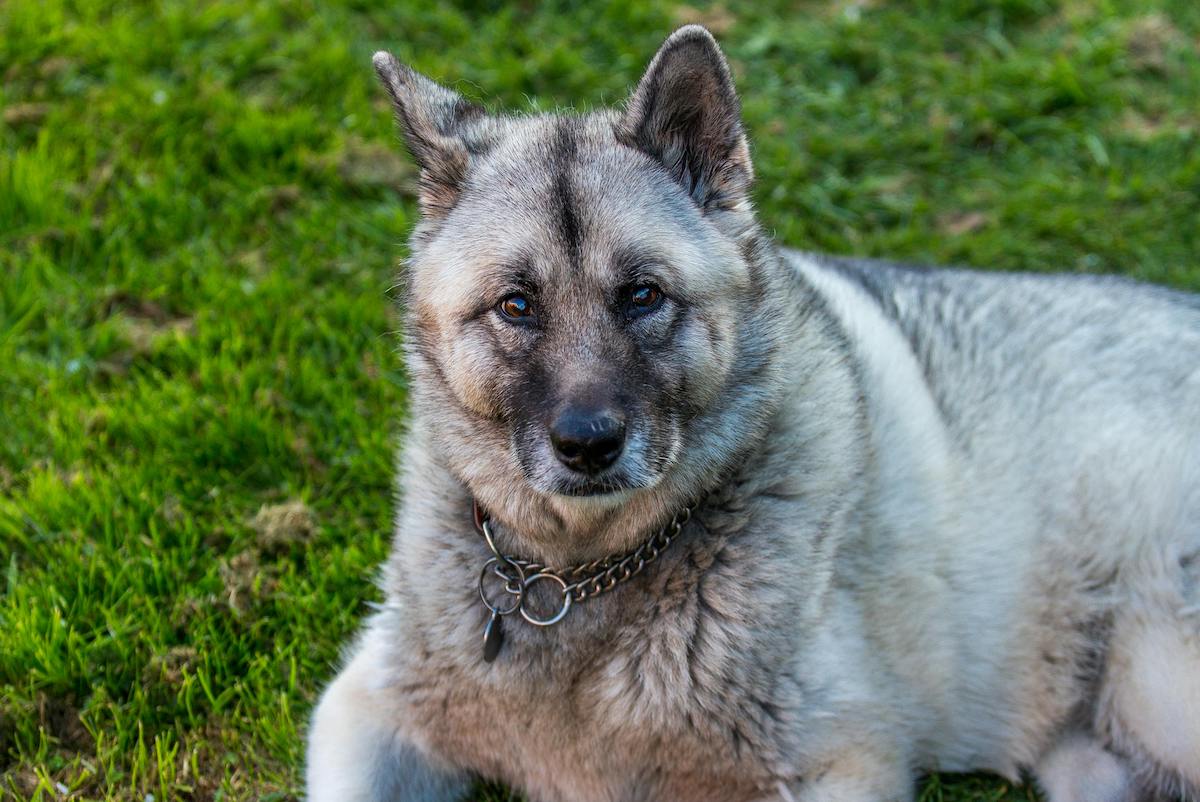 Norwegian Elkhound in grass