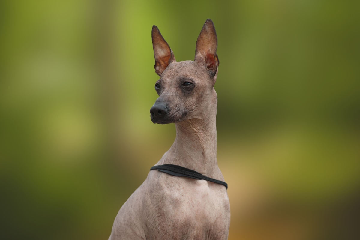 The Peruvian Inca Orchid is one of several breeds of hairless dog