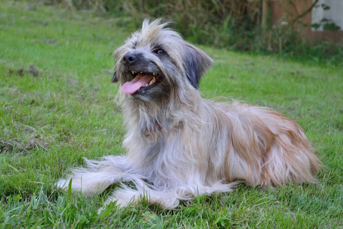 Long-haired Pyrenean shepherd dog panting in the meadow