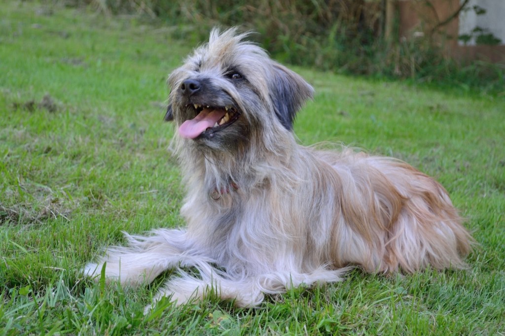 Long-haired Pyrenean shepherd dog panting in the meadow