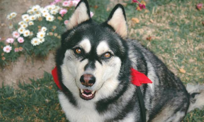 Alaskan Malamute in grass