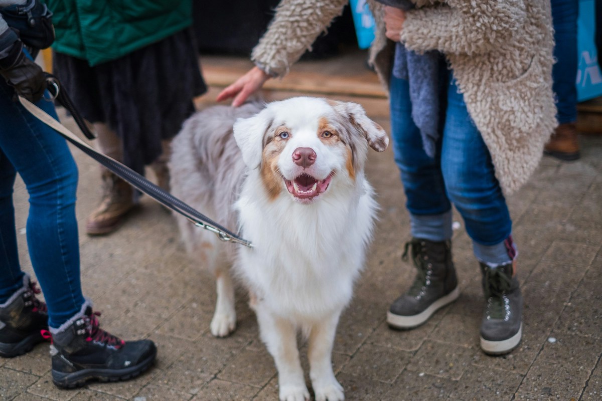 Australian Shepherd smiling while people pet him