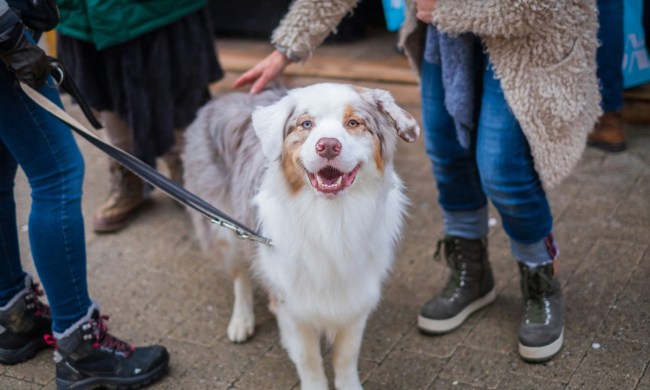 Australian shepherd smiling while people pet him