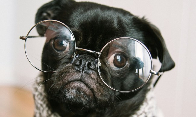A black pug wearing glasses