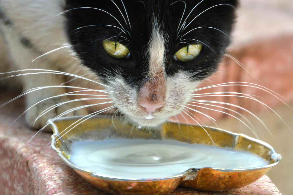 Cat drinking from saucer of milk