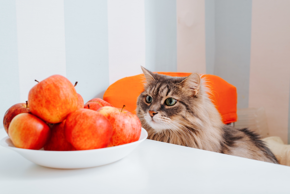 Fluffy cat looking at table of apples