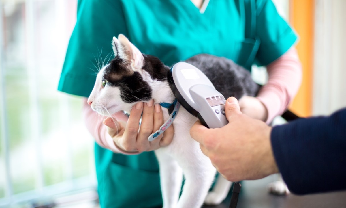 microchipping cats guide veterinarian checking microchip of cat in vet clinic