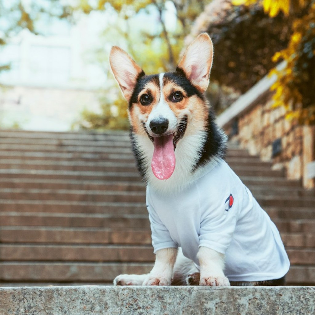 Corgi wearing a sweatshirt