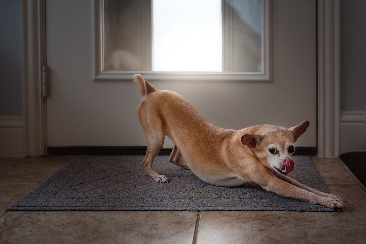 Brown dog stretching on door mat with tongue out