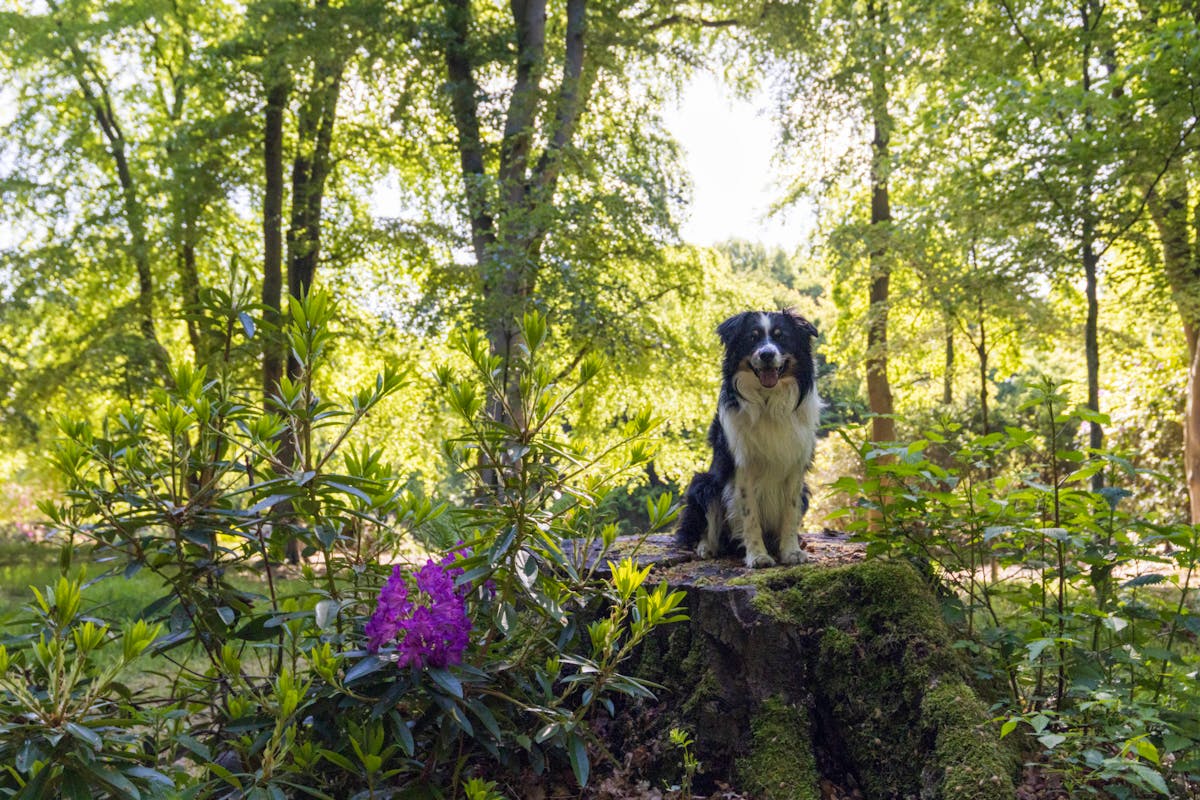 dog in woods looking at flower