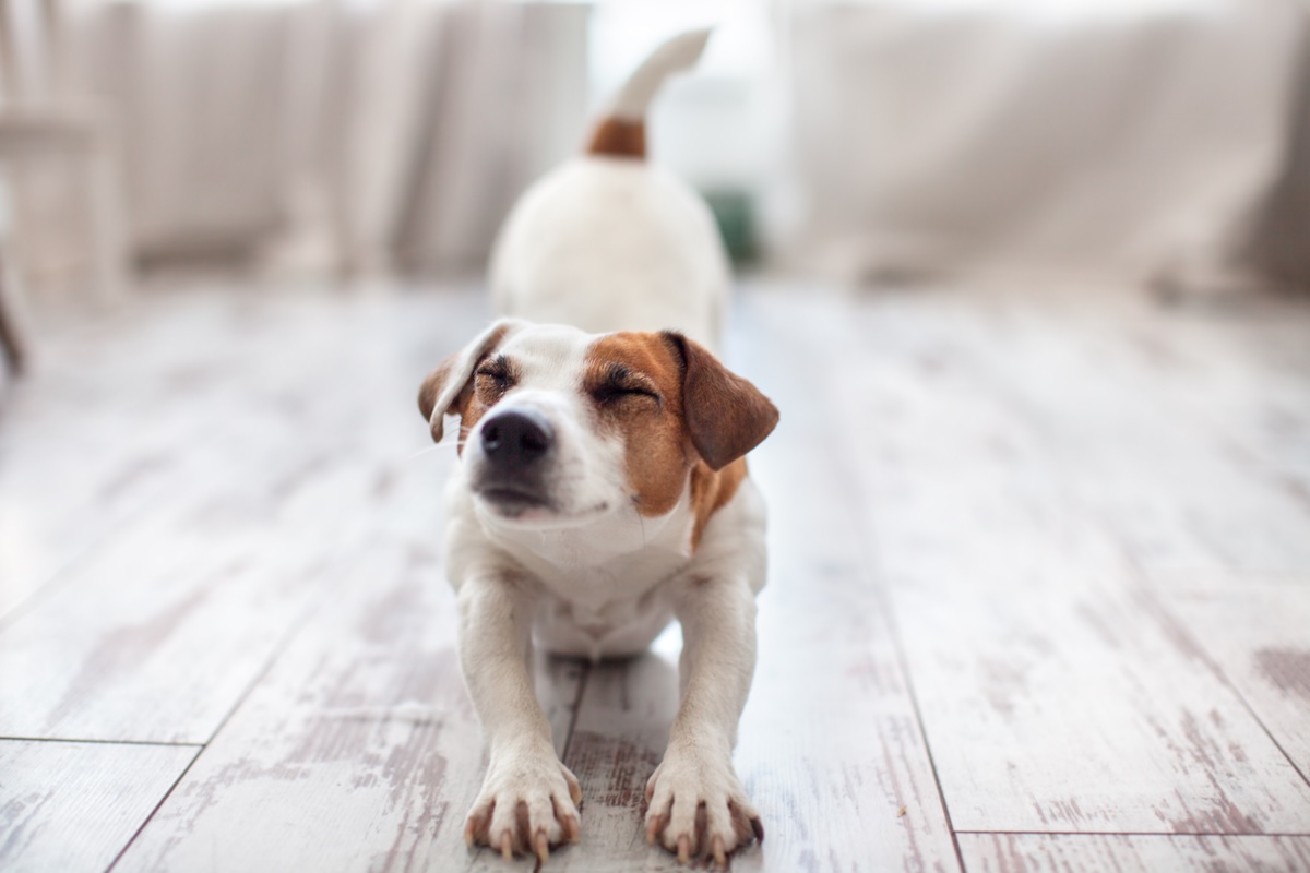 Cute dog stretches at home