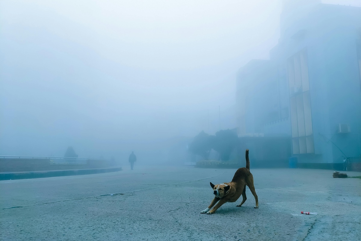 Dog stretches outside in the street