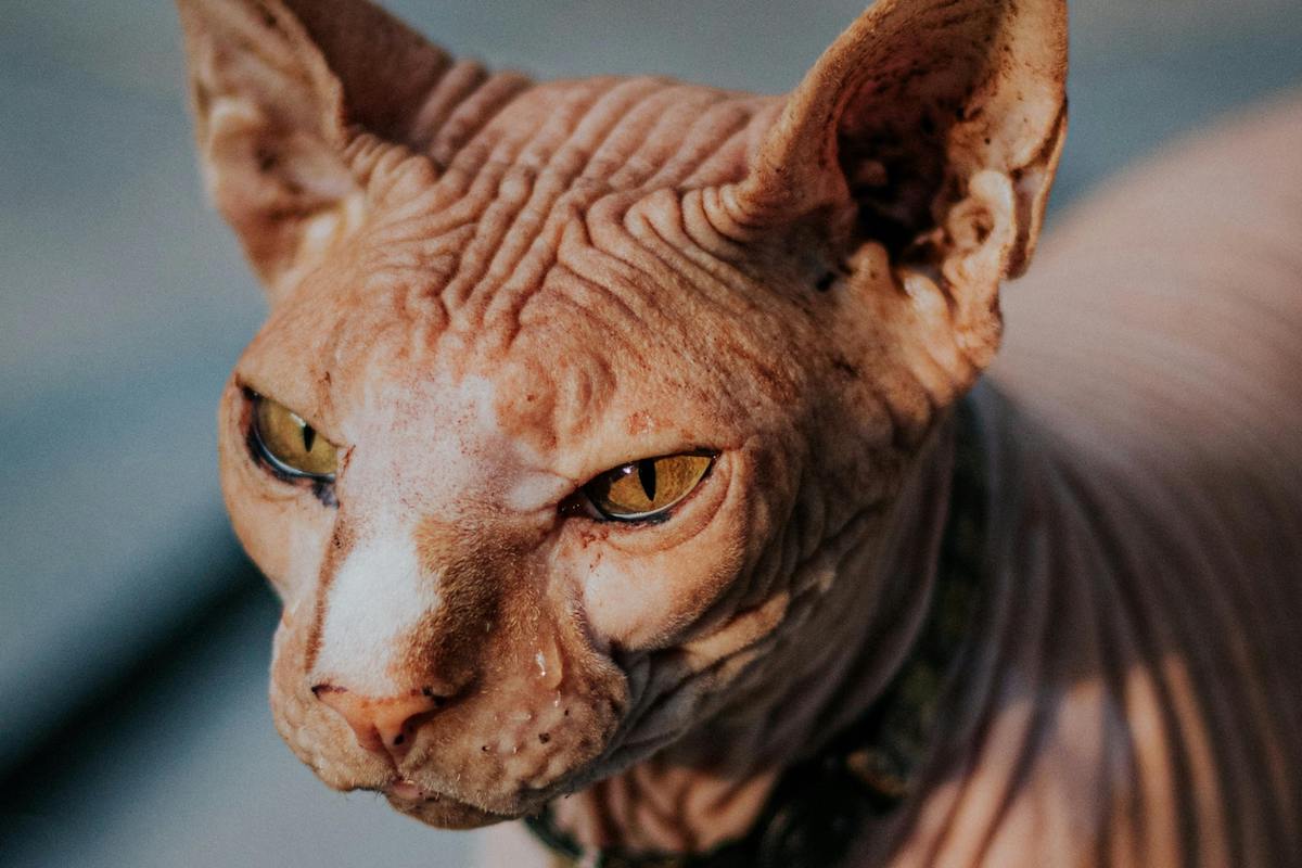 Hairless Donskoy cat