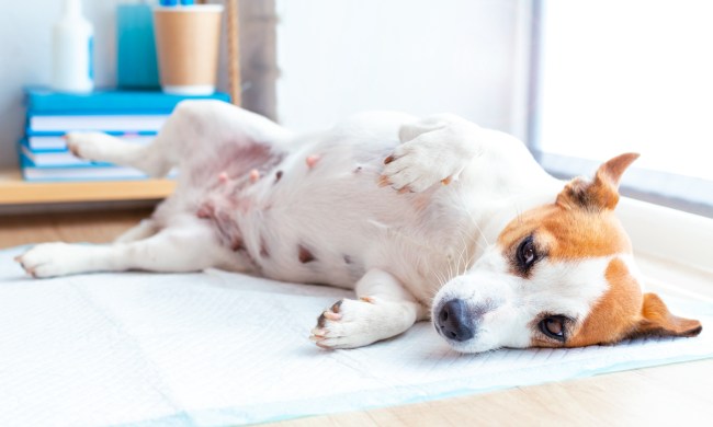 A female Jack Russell terrier lies on her side