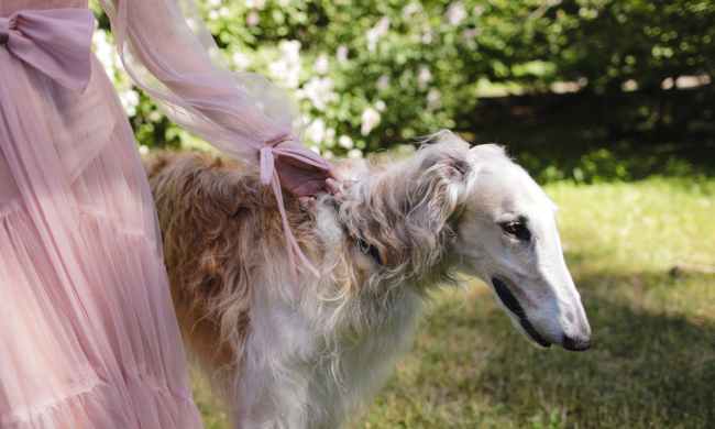 Greyhound on a leash in a yard