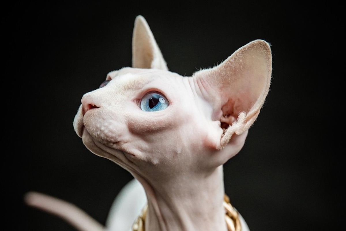 Hairless vambino cat