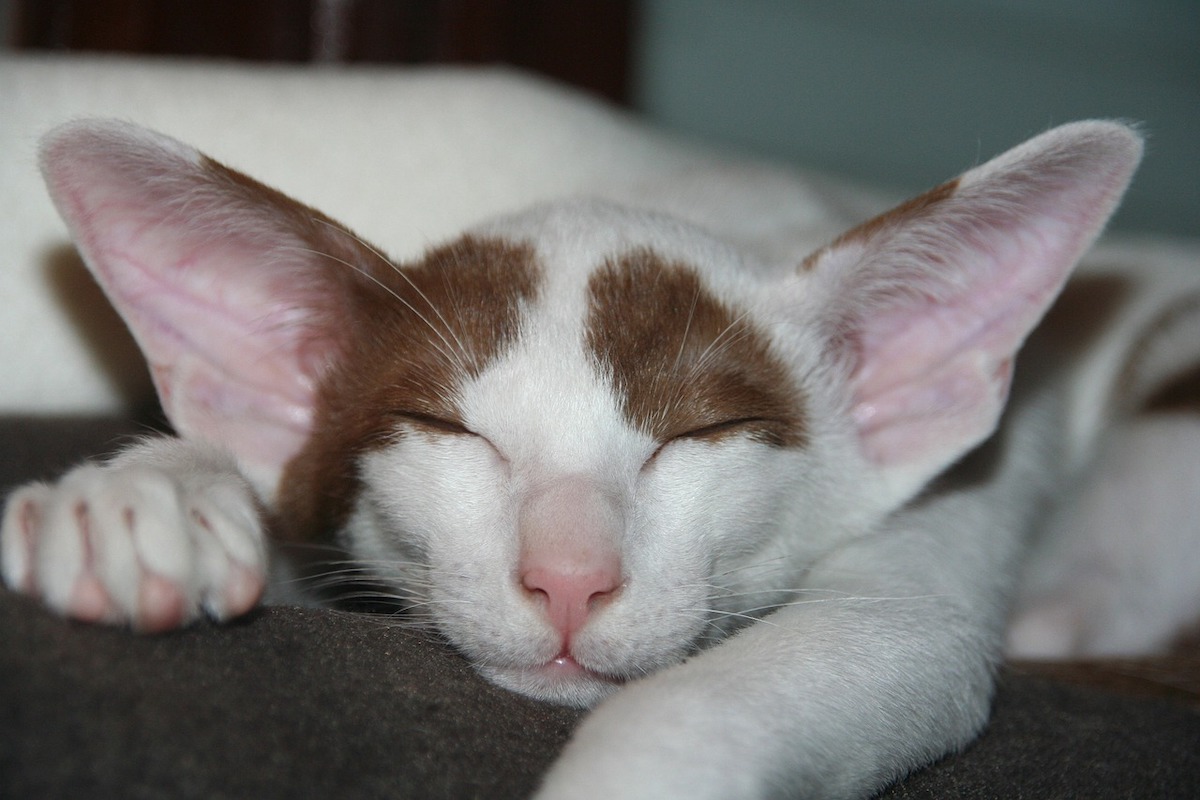 Oriental shorthair cat with huge ears sleeping