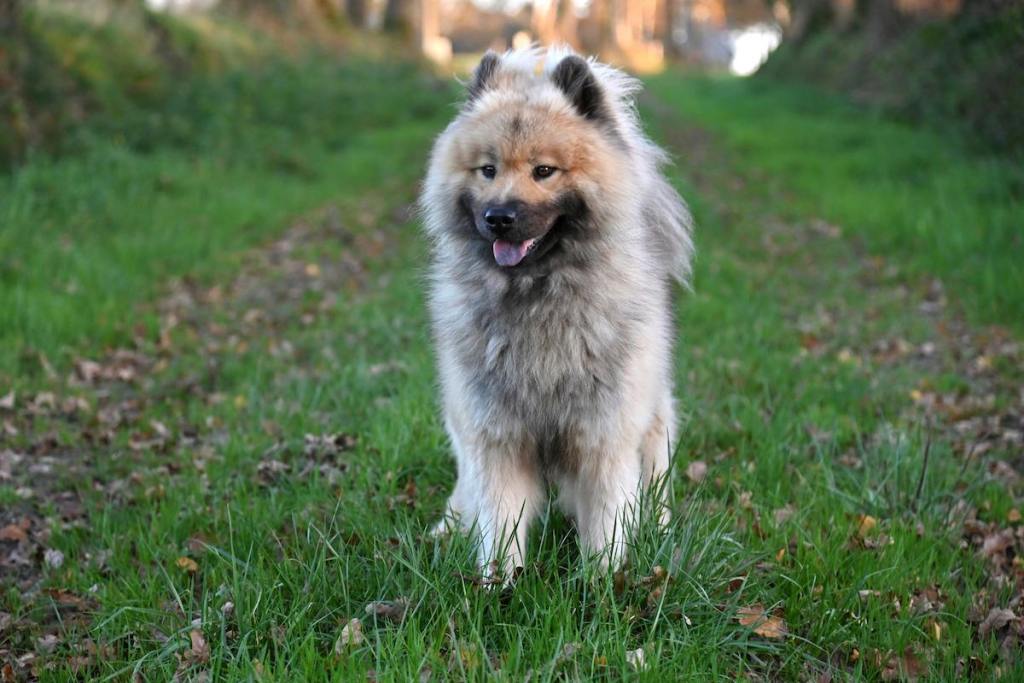 A Keeshond running in the grass